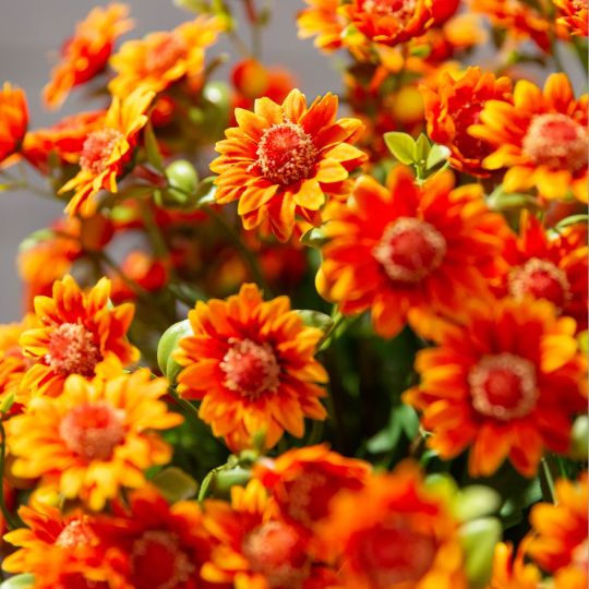💥Limited Stock 60% OFF🌼Welcome Autumn- Artificial Outdoor Sunset Mums Flowers - UV Resistant, Waterproof, Windproof