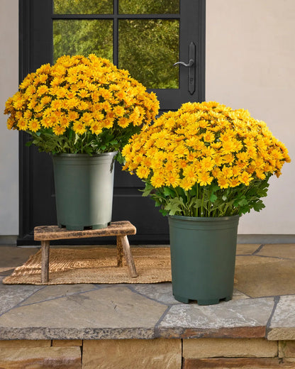 💐2026 Spring Hot Sale💥- Artificial Outdoor Sunset Mums Flowers - UV resistant, Waterproof, Windproof