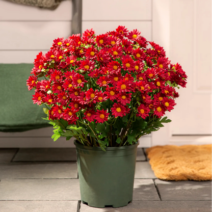 💐2026 Spring Hot Sale💥- Artificial Outdoor Sunset Mums Flowers - UV resistant, Waterproof, Windproof