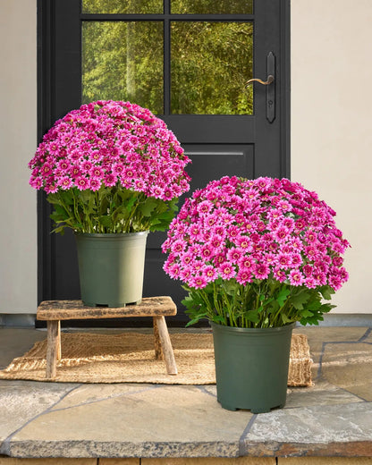 💐2026 Spring Hot Sale💥- Artificial Outdoor Sunset Mums Flowers - UV resistant, Waterproof, Windproof