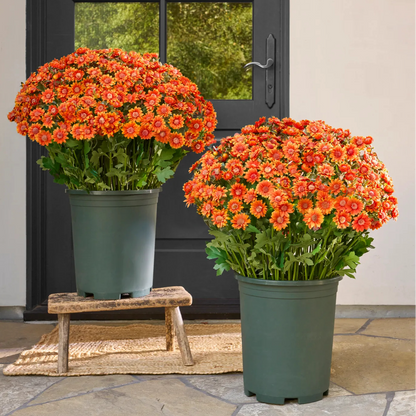 💐2026 Spring Hot Sale💥- Artificial Outdoor Sunset Mums Flowers - UV resistant, Waterproof, Windproof