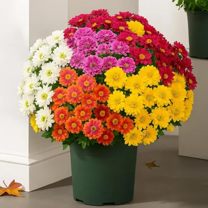 💥Limited Stock 60% OFF🌼Welcome Autumn- Artificial Outdoor Sunset Mums Flowers - UV Resistant, Waterproof, Windproof