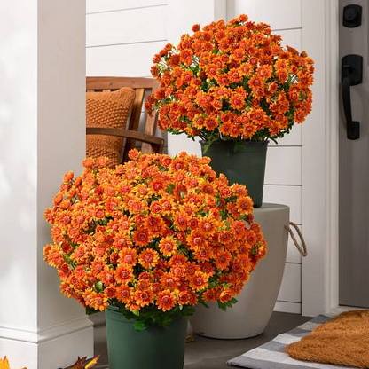 💥Limited Stock 60% OFF🌼Welcome Autumn- Artificial Outdoor Sunset Mums Flowers - UV Resistant, Waterproof, Windproof