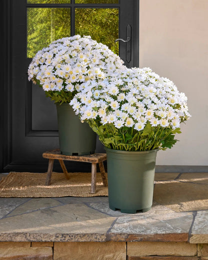 💐2026 Spring Hot Sale💥- Artificial Outdoor Sunset Mums Flowers - UV resistant, Waterproof, Windproof