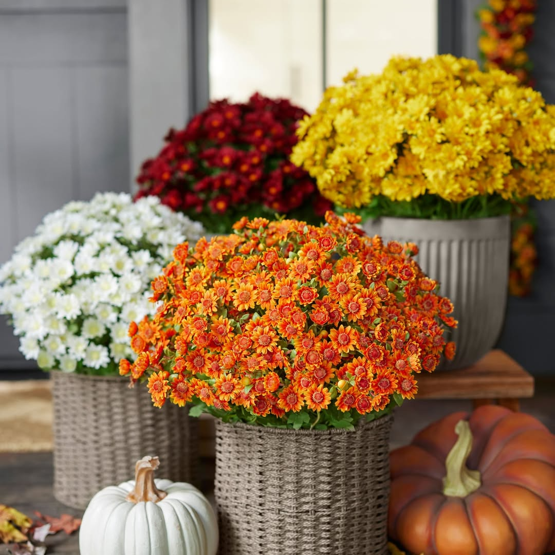 💐2026 Spring Hot Sale💥- Artificial Outdoor Sunset Mums Flowers - UV resistant, Waterproof, Windproof