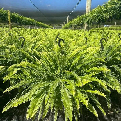 🔥 Newly Upgraded🔥Oversized Pre-Lit Artificial Boston Ferns --No watering, No fading